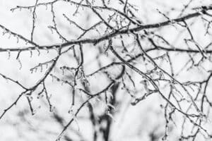 Icy tree branches after freezing rain
